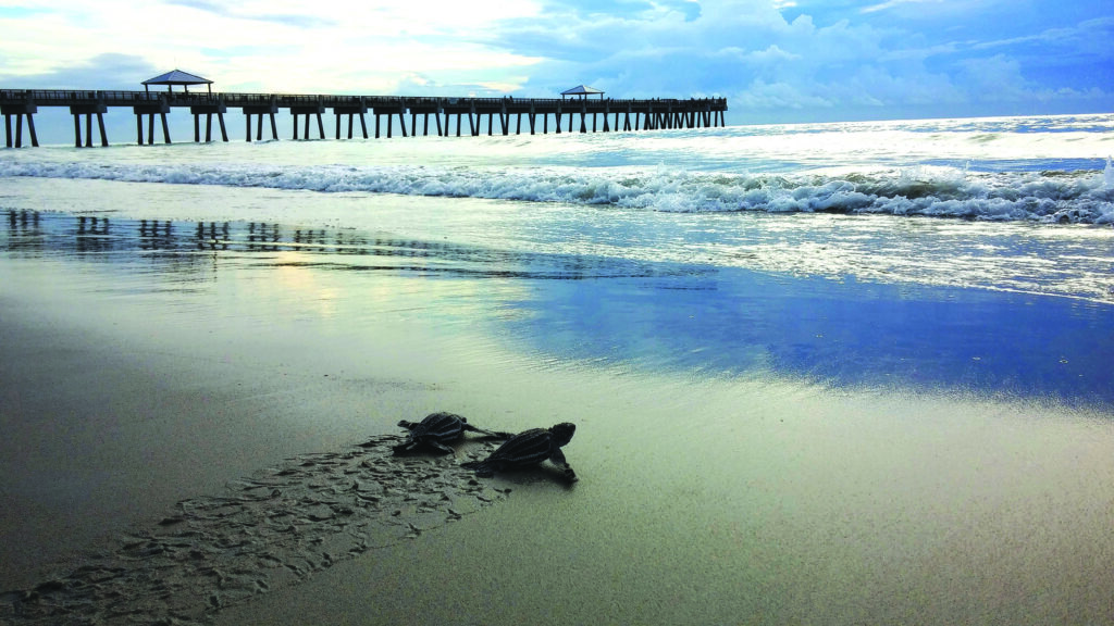 Baby sea turtles scurry toward the sea after a hatchout at the Juno Beach Pier.